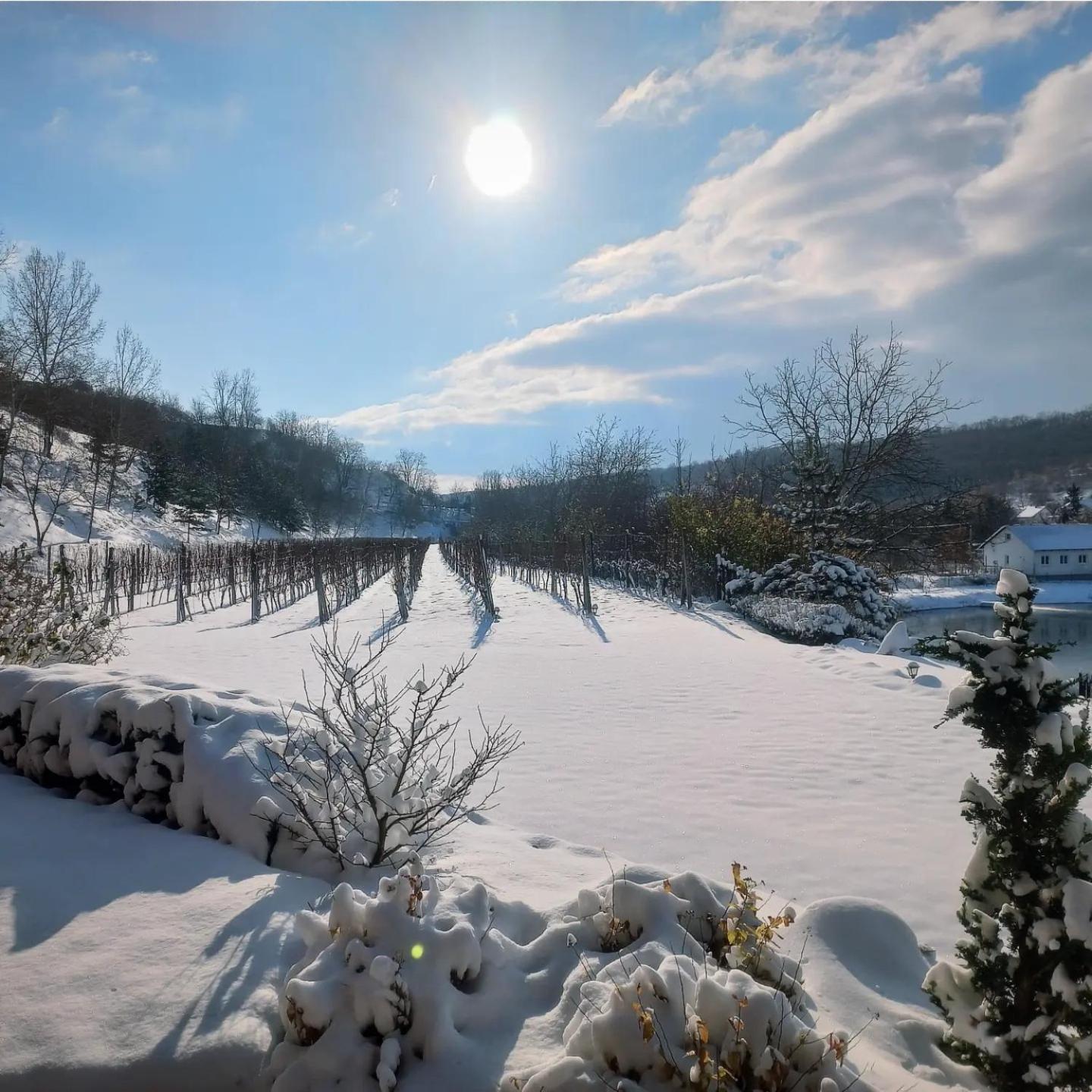 Penzion Ve Vinohrade Němčičky 외부 사진