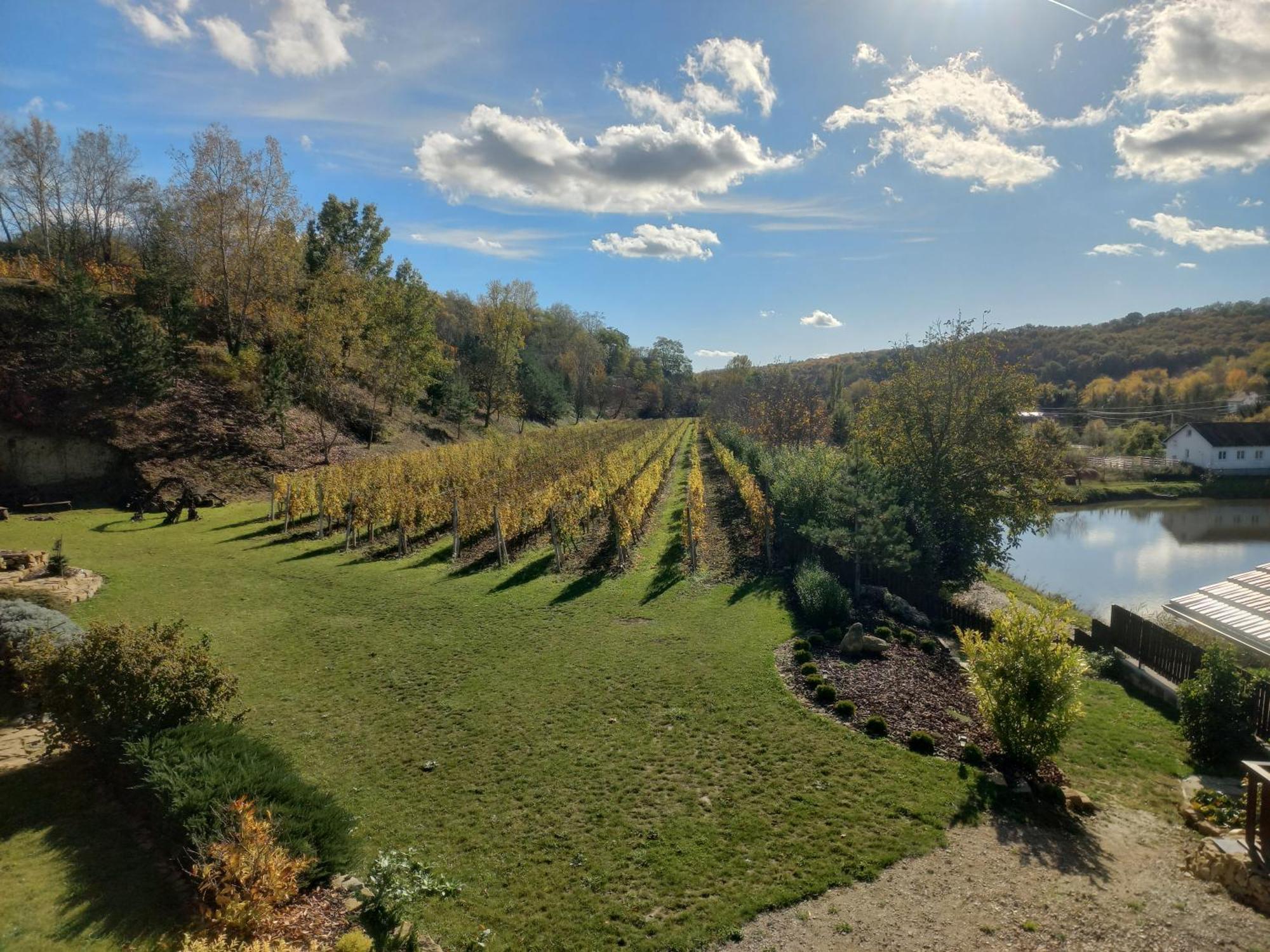 Penzion Ve Vinohrade Němčičky 외부 사진